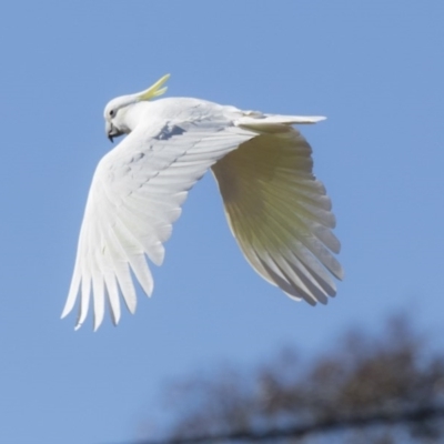 Cacatua galerita (Sulphur-crested Cockatoo) at Hawker, ACT - 1 Aug 2017 by Alison Milton