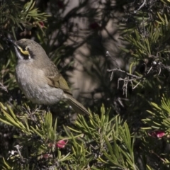 Caligavis chrysops at Hawker, ACT - 2 Aug 2017 09:29 AM