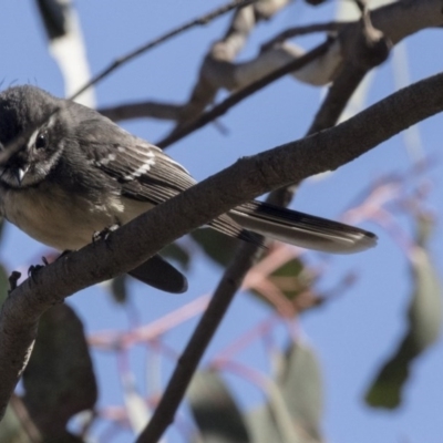 Rhipidura albiscapa (Grey Fantail) at The Pinnacle - 2 Aug 2017 by AlisonMilton