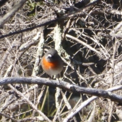 Petroica boodang (Scarlet Robin) at Isaacs, ACT - 2 Aug 2017 by Mike