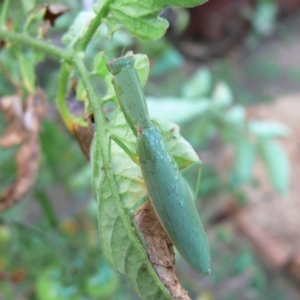 Orthodera ministralis at Kambah, ACT - 23 Mar 2009