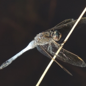 Orthetrum caledonicum at Tennent, ACT - 7 Feb 2016