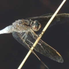 Orthetrum caledonicum at Tennent, ACT - 7 Feb 2016 07:04 PM