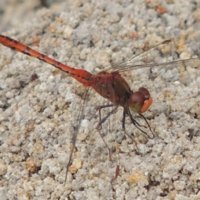 Diplacodes bipunctata (Wandering Percher) at Tennent, ACT - 9 Feb 2016 by michaelb