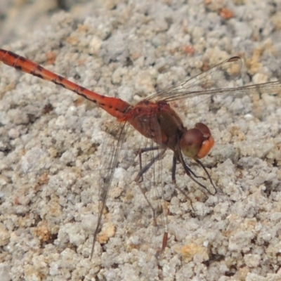 Diplacodes bipunctata (Wandering Percher) at Tennent, ACT - 9 Feb 2016 by MichaelBedingfield