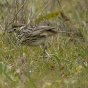 Pyrrholaemus sagittatus at Dunlop, ACT - 16 Aug 2014