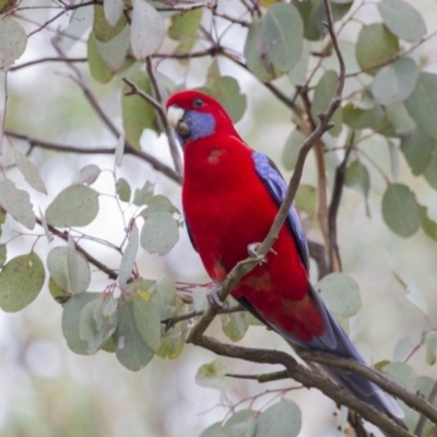 Platycercus elegans (Crimson Rosella) at Hawker, ACT - 26 Apr 2015 by AlisonMilton