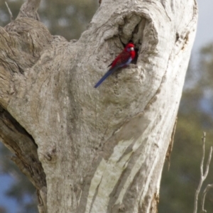 Platycercus elegans at Hawker, ACT - 26 Apr 2015