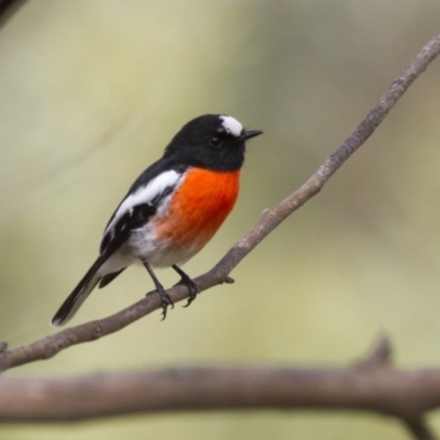 Petroica boodang (Scarlet Robin) at Dunlop, ACT - 26 Apr 2015 by Alison Milton