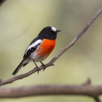 Petroica boodang (Scarlet Robin) at Dunlop, ACT - 26 Apr 2015 by AlisonMilton