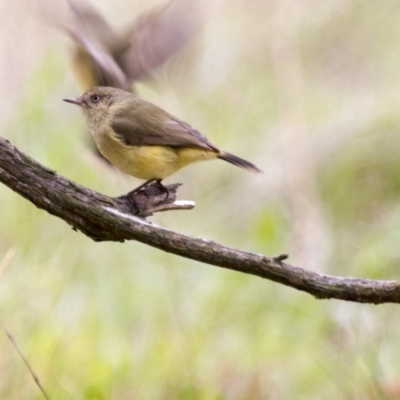 Acanthiza reguloides (Buff-rumped Thornbill) at Hawker, ACT - 26 Apr 2015 by AlisonMilton