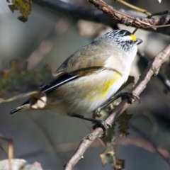 Pardalotus striatus (Striated Pardalote) at Dunlop, ACT - 26 Apr 2015 by AlisonMilton