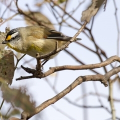 Pardalotus striatus at Dunlop, ACT - 26 Apr 2015 10:18 AM