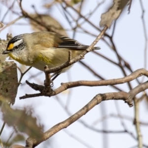 Pardalotus striatus at Dunlop, ACT - 26 Apr 2015