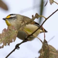 Pardalotus striatus at Dunlop, ACT - 26 Apr 2015