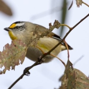 Pardalotus striatus at Dunlop, ACT - 26 Apr 2015 10:18 AM