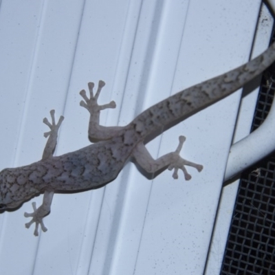 Christinus marmoratus (Southern Marbled Gecko) at Higgins, ACT - 13 Sep 2014 by AlisonMilton