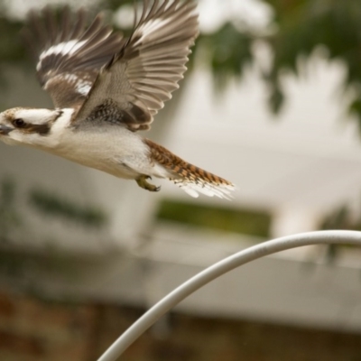 Dacelo novaeguineae (Laughing Kookaburra) at The Pinnacle - 16 Aug 2014 by AlisonMilton