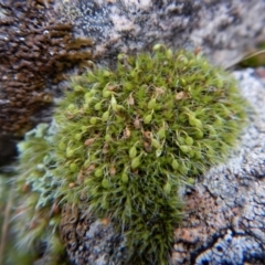 Grimmia sp. (A moss) at Mount Painter - 3 Aug 2017 by CathB