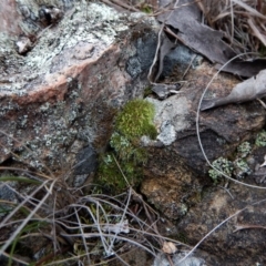 Grimmia sp. at Belconnen, ACT - 3 Aug 2017