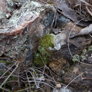 Grimmia sp. at Belconnen, ACT - 3 Aug 2017