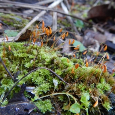 Rosulabryum sp. (A moss) at Aranda Bushland - 1 Aug 2017 by CathB