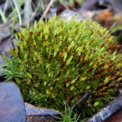 Tayloria octoblepharum (Moss) at Aranda, ACT - 2 Aug 2017 by CathB