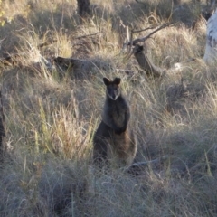 Wallabia bicolor (Swamp Wallaby) at Aranda Bushland - 1 Aug 2017 by CathB