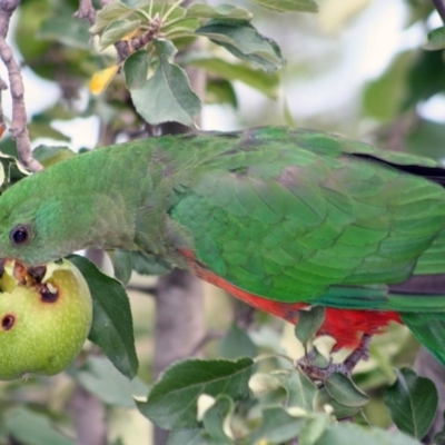 Alisterus scapularis (Australian King-Parrot) at Higgins, ACT - 3 Feb 2008 by Alison Milton