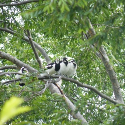 Grallina cyanoleuca (Magpie-lark) at Higgins, ACT - 8 Nov 2008 by Alison Milton