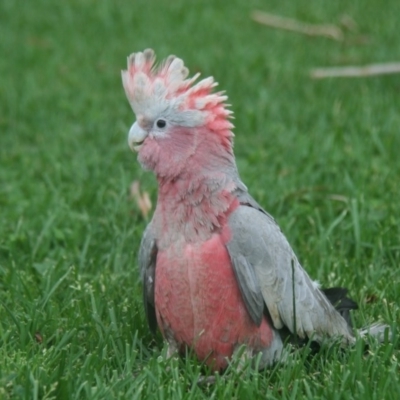 Eolophus roseicapilla (Galah) at Holt, ACT - 13 Dec 2008 by Alison Milton