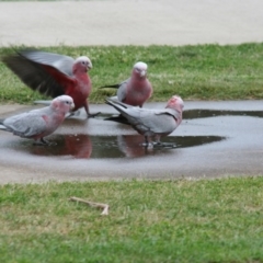 Eolophus roseicapilla (Galah) at Holt, ACT - 8 Jan 2009 by AlisonMilton