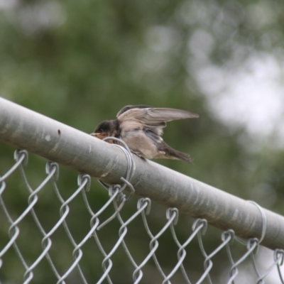 Hirundo neoxena (Welcome Swallow) at Holt, ACT - 8 Jan 2009 by AlisonMilton