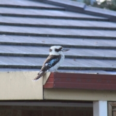 Dacelo novaeguineae (Laughing Kookaburra) at Higgins, ACT - 17 Oct 2010 by Alison Milton