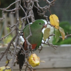 Alisterus scapularis (Australian King-Parrot) at Higgins, ACT - 4 Jun 2011 by AlisonMilton