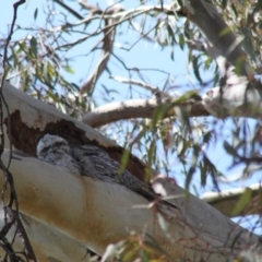Podargus strigoides (Tawny Frogmouth) at Hawker, ACT - 22 Oct 2011 by AlisonMilton