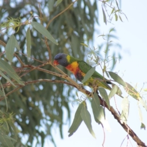 Trichoglossus moluccanus at Higgins, ACT - 24 Nov 2013