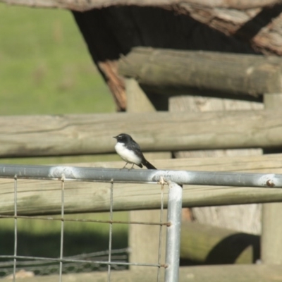 Rhipidura leucophrys (Willie Wagtail) at Hawker, ACT - 16 Apr 2014 by AlisonMilton