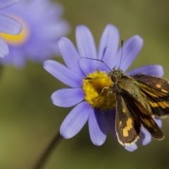 Ocybadistes walkeri (Green Grass-dart) at Higgins, ACT - 27 Apr 2013 by AlisonMilton