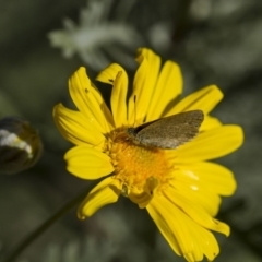 Zizina otis (Common Grass-Blue) at Higgins, ACT - 27 Apr 2013 by AlisonMilton