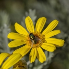 Lucilia cuprina (Australian sheep blowfly) at Higgins, ACT - 27 Apr 2013 by AlisonMilton