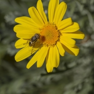 Eristalinus punctulatus at Higgins, ACT - 27 Apr 2013 02:23 PM