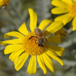 Apis mellifera at Higgins, ACT - 27 Apr 2013