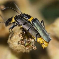Chauliognathus lugubris (Plague Soldier Beetle) at Higgins, ACT - 27 Apr 2013 by AlisonMilton