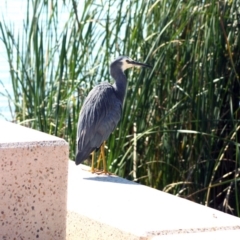 Egretta novaehollandiae (White-faced Heron) at Belconnen, ACT - 5 Apr 2008 by AlisonMilton