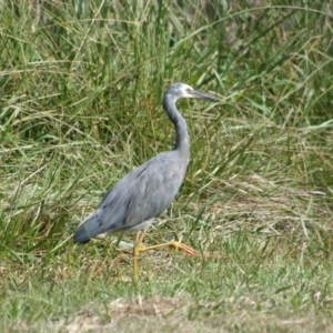 Egretta novaehollandiae at Belconnen, ACT - 29 Mar 2008