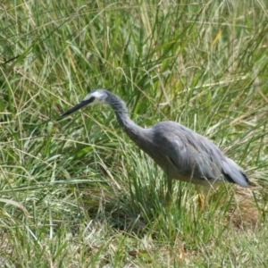 Egretta novaehollandiae at Belconnen, ACT - 29 Mar 2008