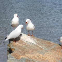 Chroicocephalus novaehollandiae (Silver Gull) at Belconnen, ACT - 29 Mar 2008 by Alison Milton