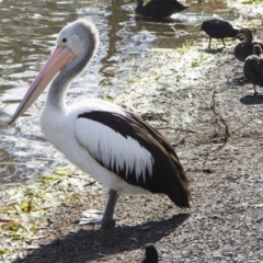 Pelecanus conspicillatus (Australian Pelican) at Belconnen, ACT - 25 May 2014 by AlisonMilton