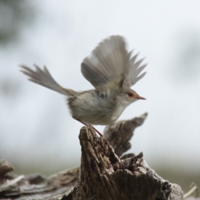 Malurus cyaneus (Superb Fairywren) at Belconnen, ACT - 25 May 2014 by AlisonMilton